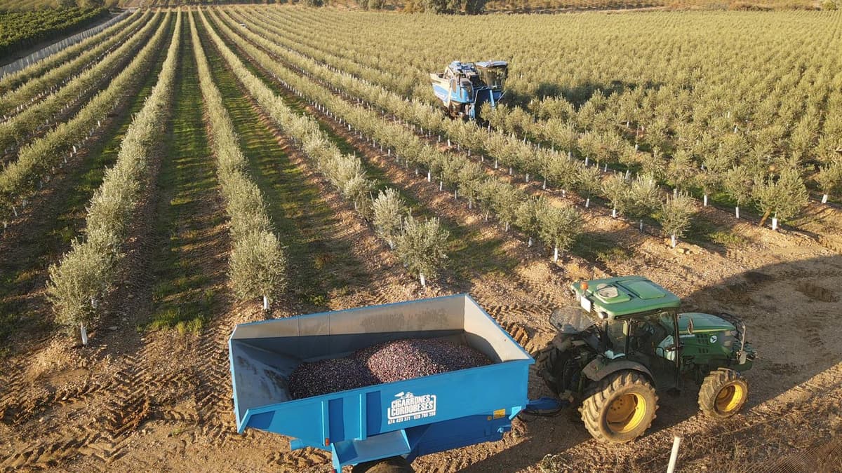 Alquiler Remolque Cigarron Cadiz website