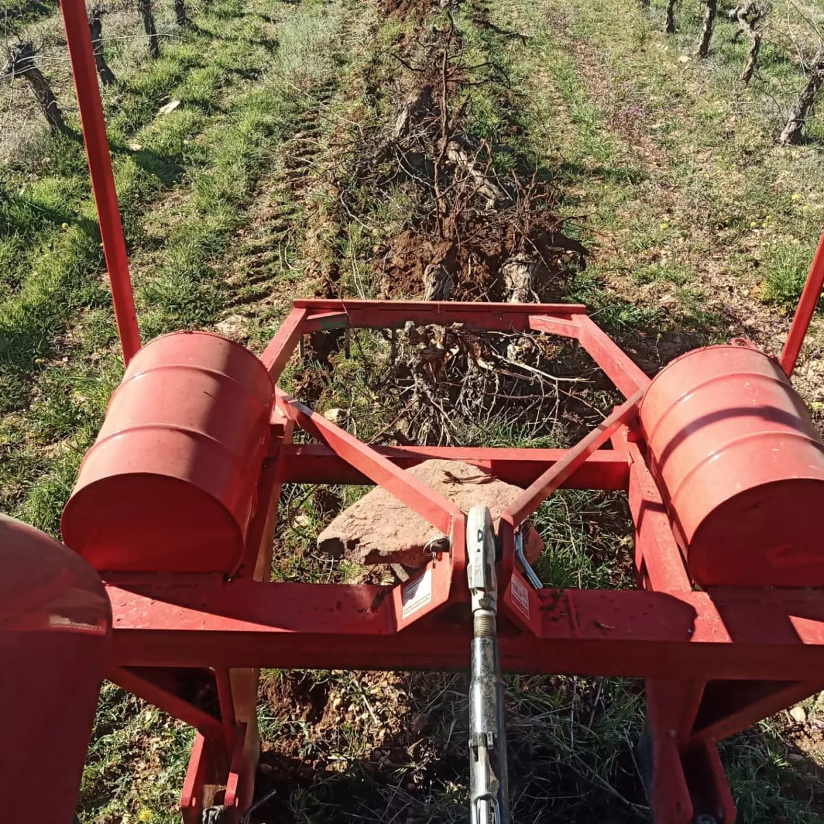 Arrancador de viña en vaso y espaldera ciudad Real website