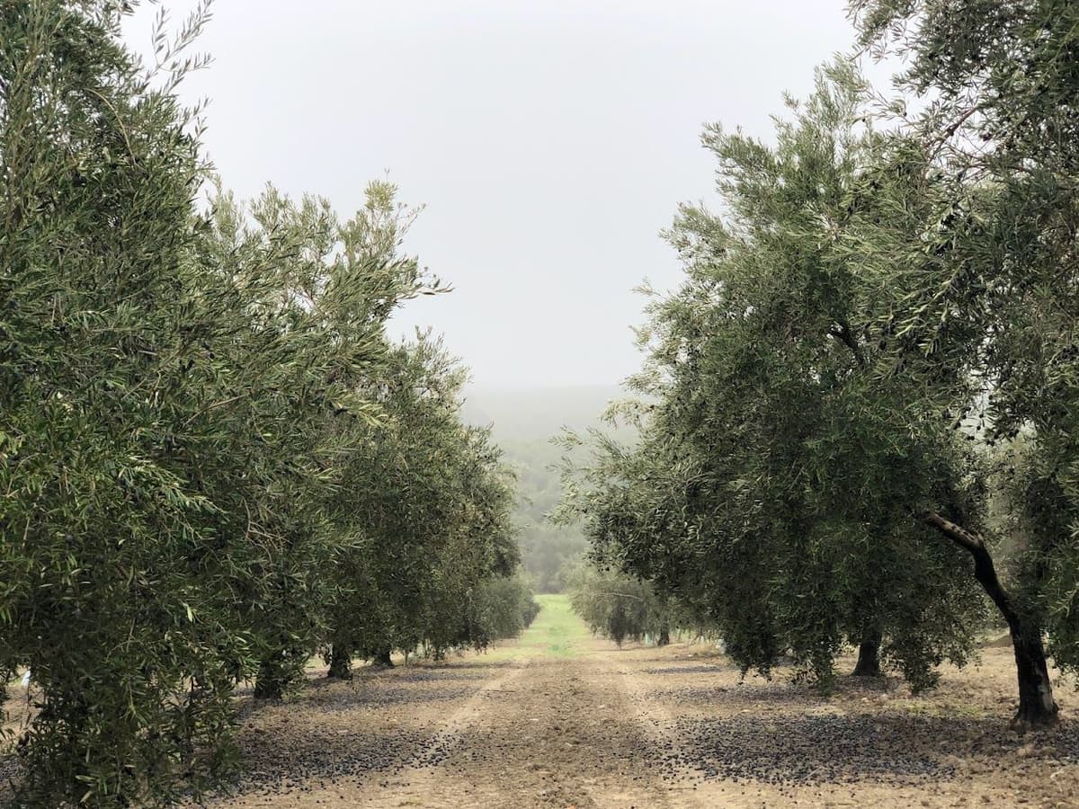 Poda de Olivo Intensivo y Súper intensivo en Jaén  website