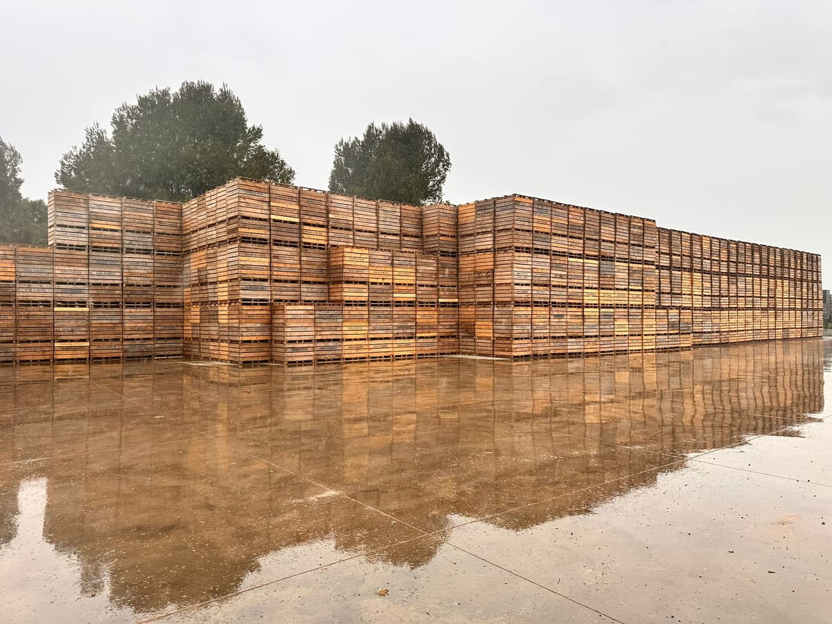 ALQUILER DE PALOTS DE AJOS Y CEBOLLAS website